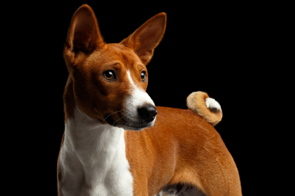 basenji áll, félig szemben