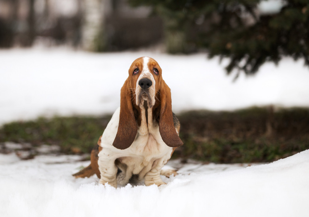 basset hound ül a hóban