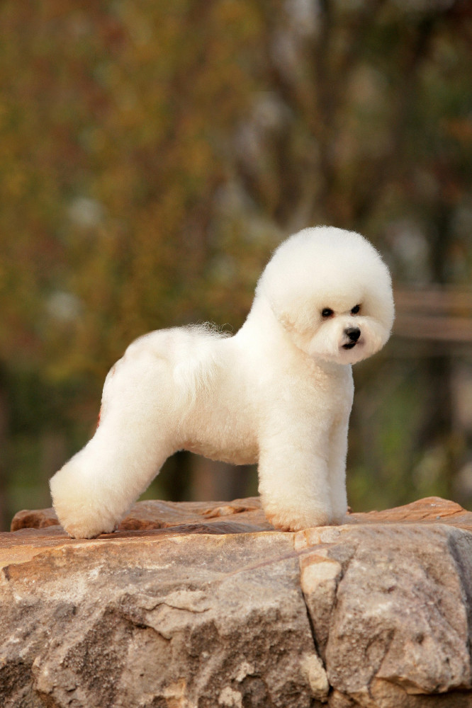Bichon shop frise barna