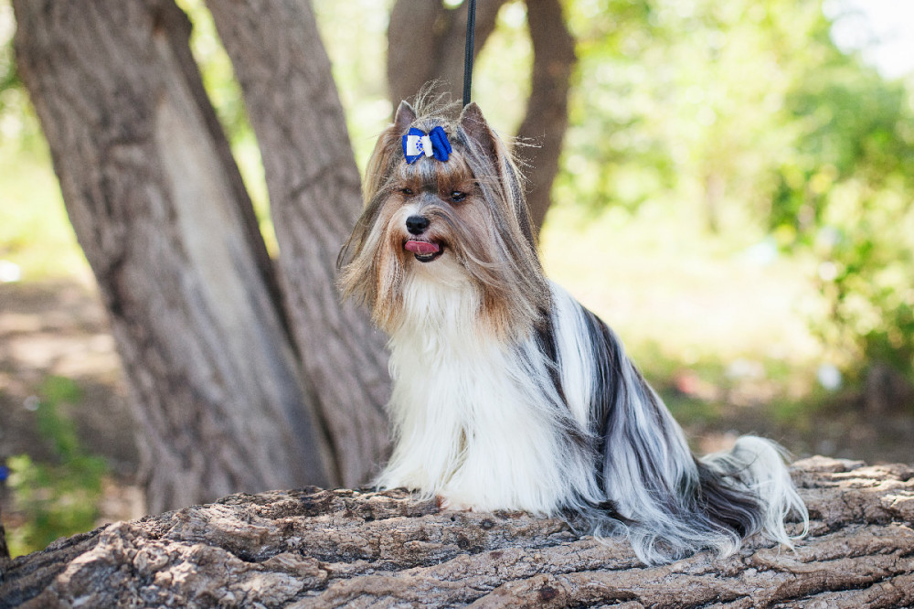 kék masnis biewer yorkie farönkön áll