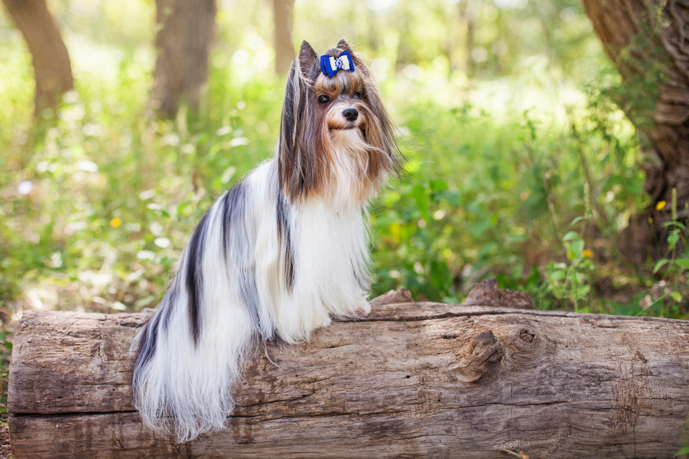 biewer yorkie fatörzsön áll, kék masnival a fején