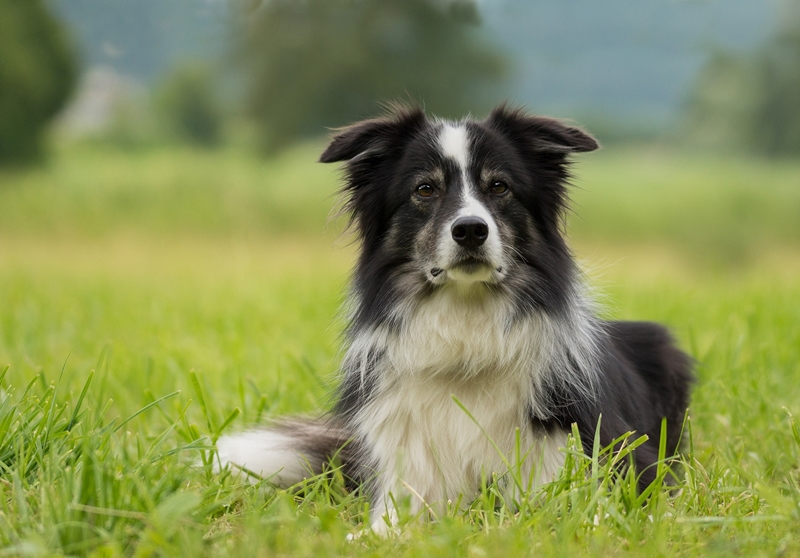 border collie fűben fekszik