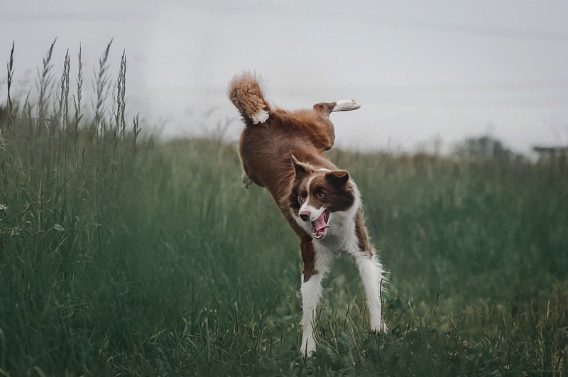 border collie ugrik