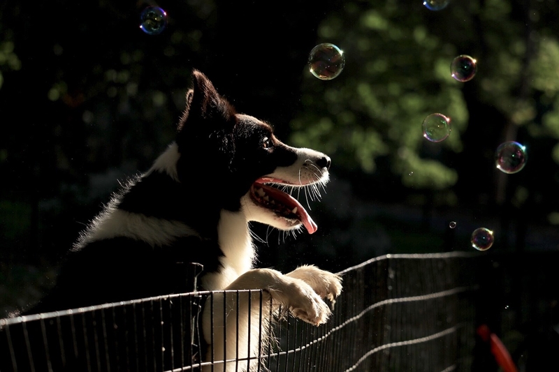 border collie kerítésre kapaszkodva buborékokat néz