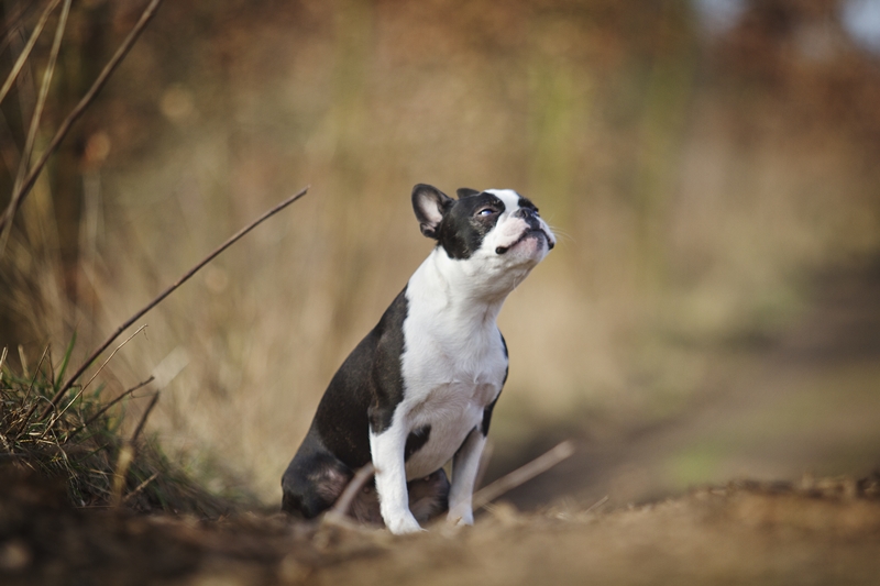 boston terrier erdőben ül