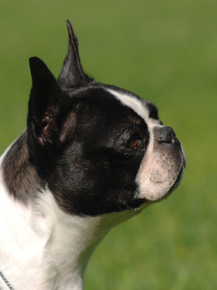 boston terrier profilból