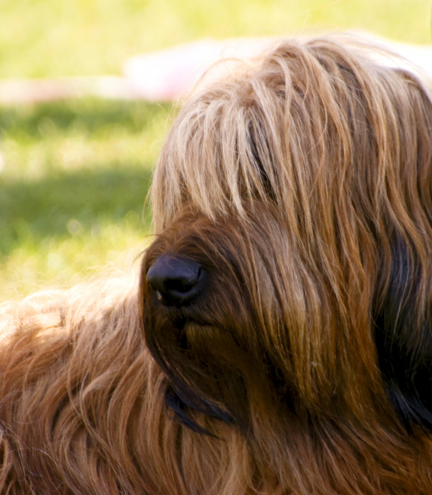 briard portré