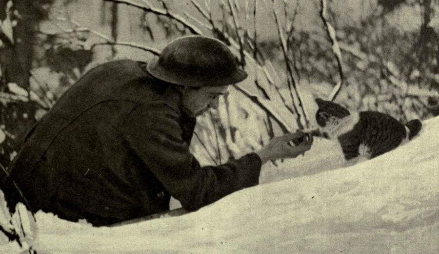 brit katona a hóban cicával játszik