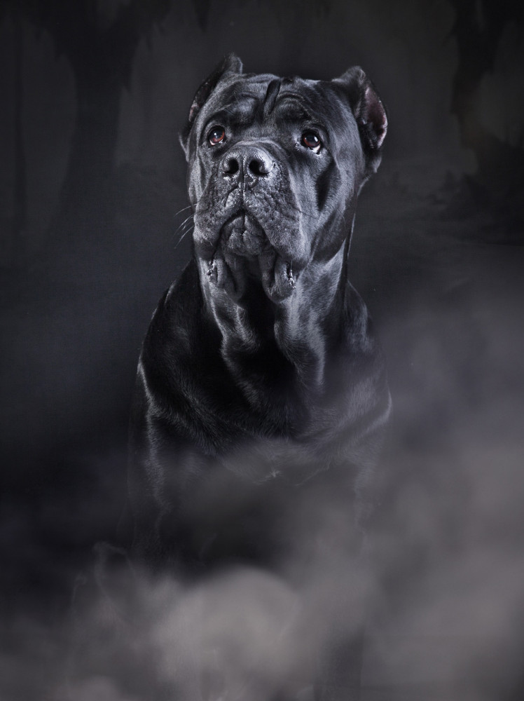 Cane corso fej kép