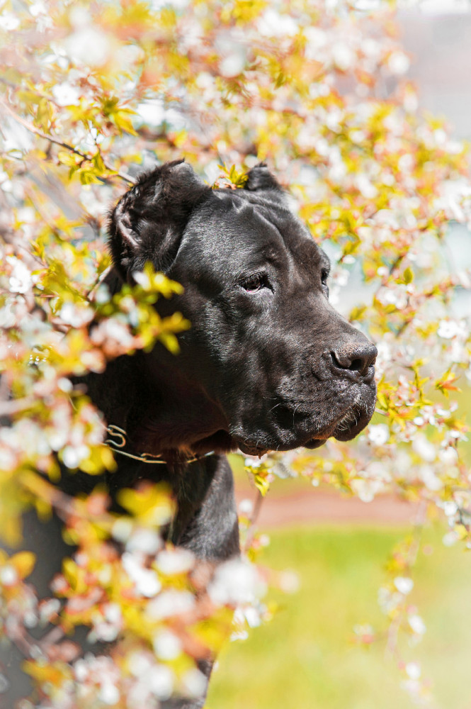 cane corso fej oldalnézetből