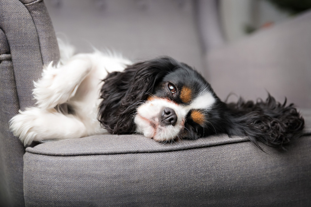 Cavalier King Charles spániel a fotelban hever