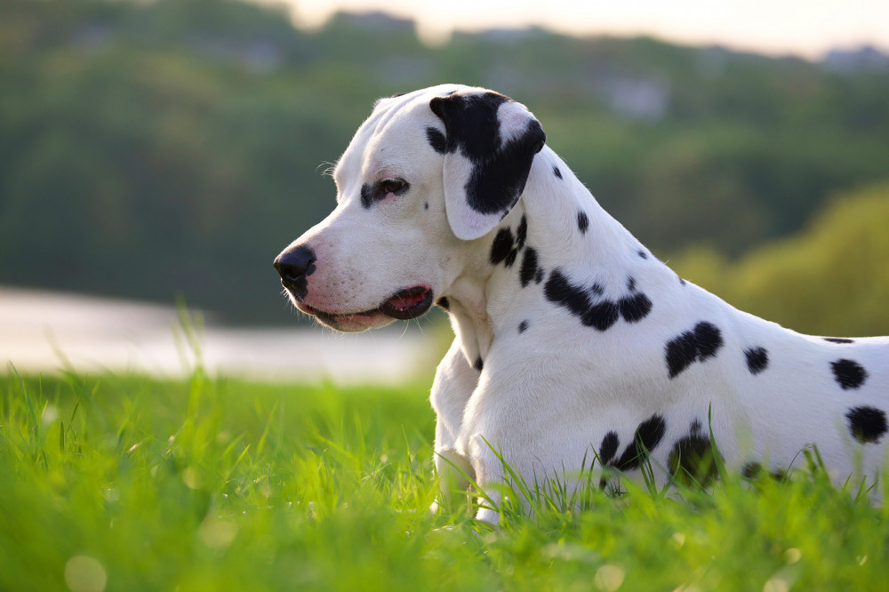 dalmata fekszik a réten