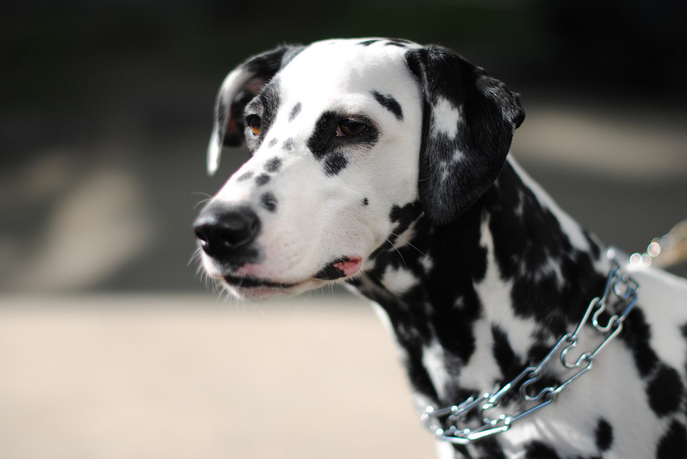 dalmata fej profil