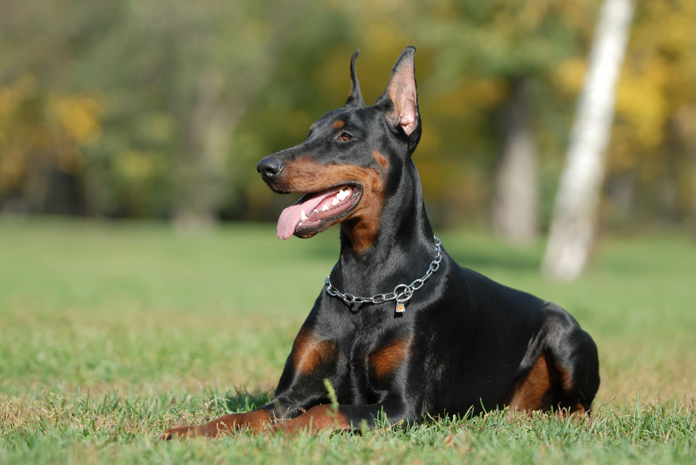 dobermann fűben fekve figyel