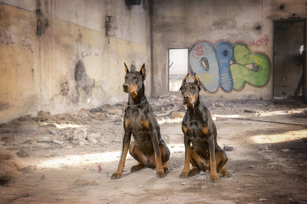 két dobermann romos falak között ül