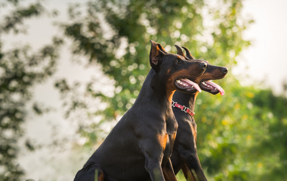 két dobermann ülve, profilból