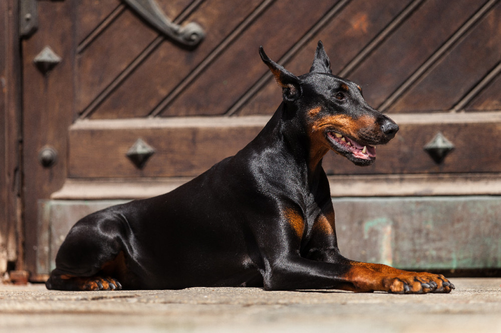 dobermann fa ajtó előtt fekszik