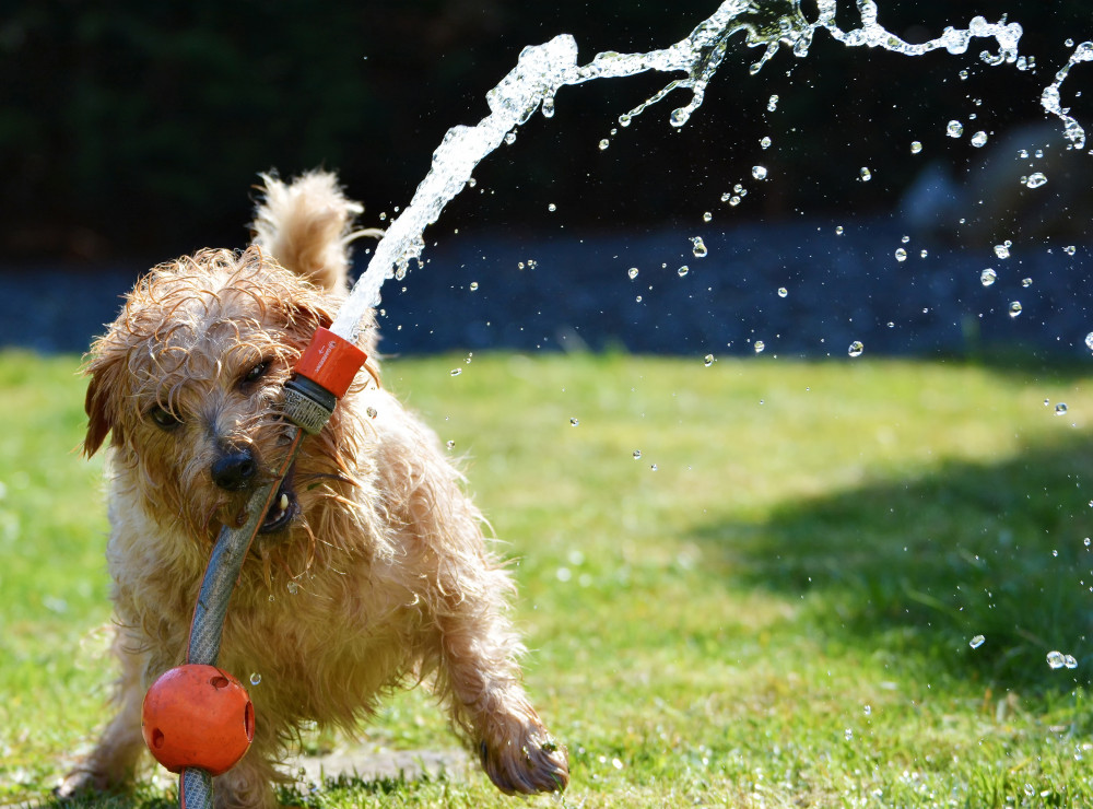 kutya a locsolócsőből feltörő vizet nyalogatja