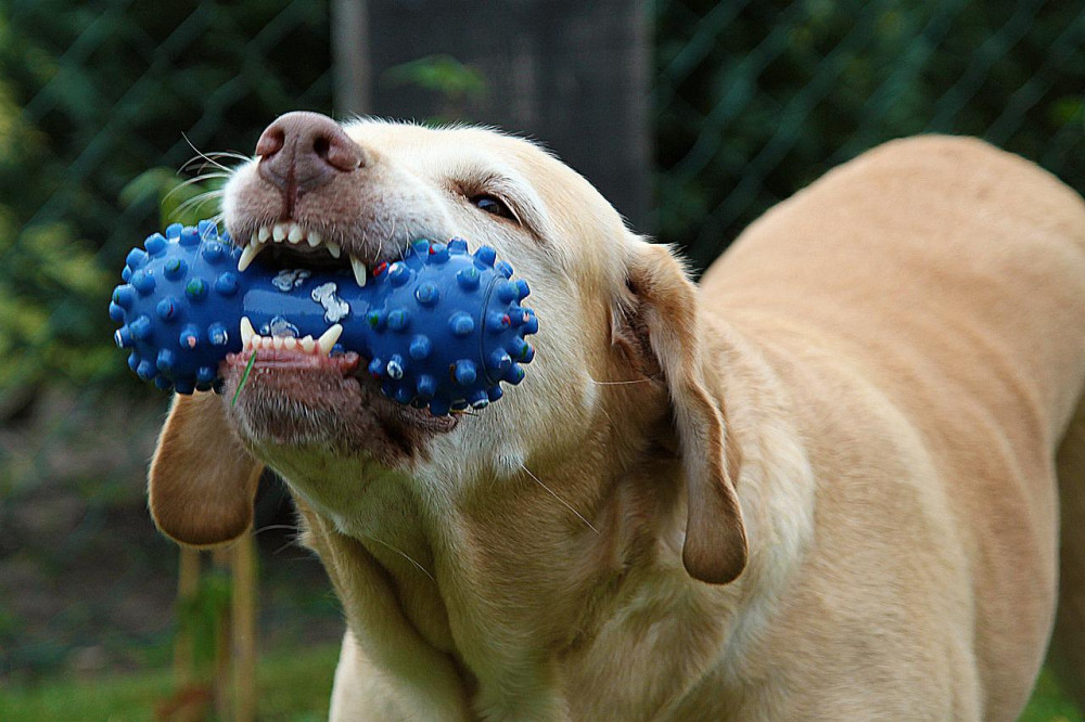 kutya kék rágójátékkal a szájában