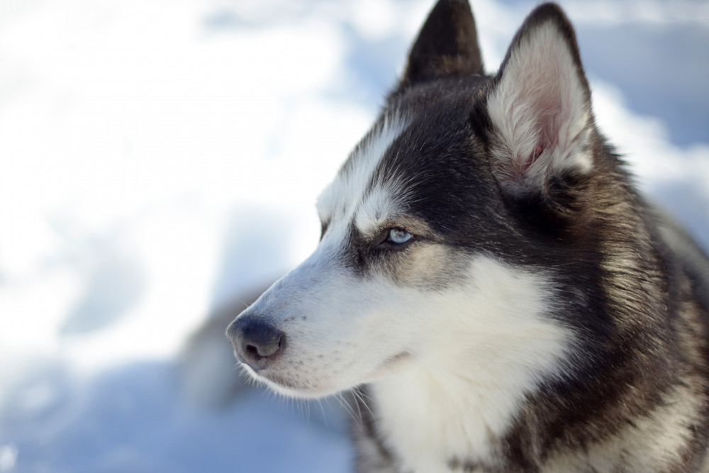 Husky portréja havas háttérrel