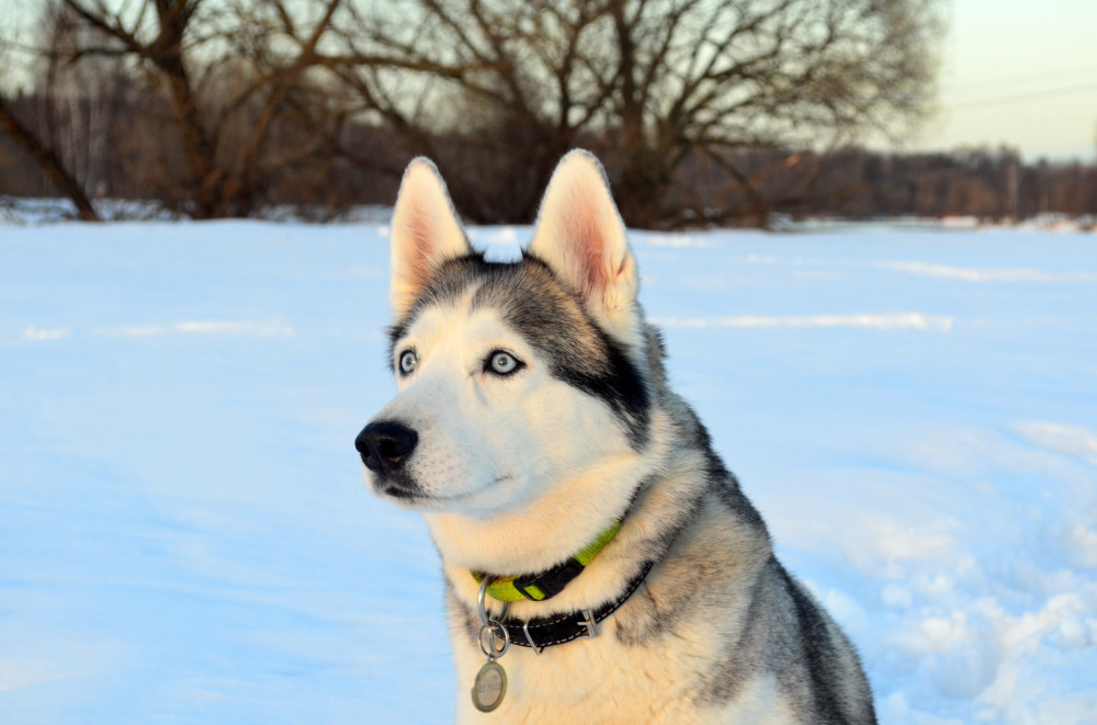 Husky ülő portré havas háttérrel