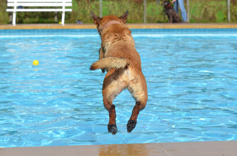kutya a medencébe ugrik a labda után
