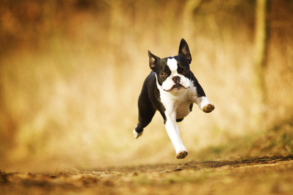 francia bulldog kölyök szalad, lábai a levegőben