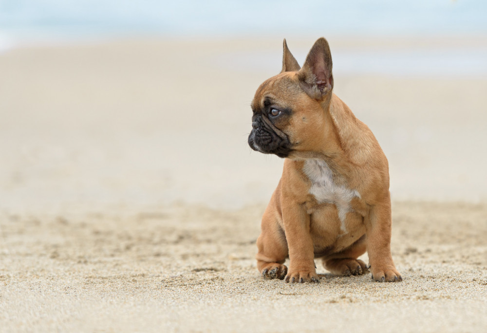 francia bulldog homoks vízparton ül és néz