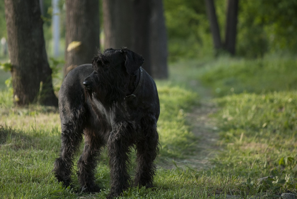 Óriás schnauzer az erdőben