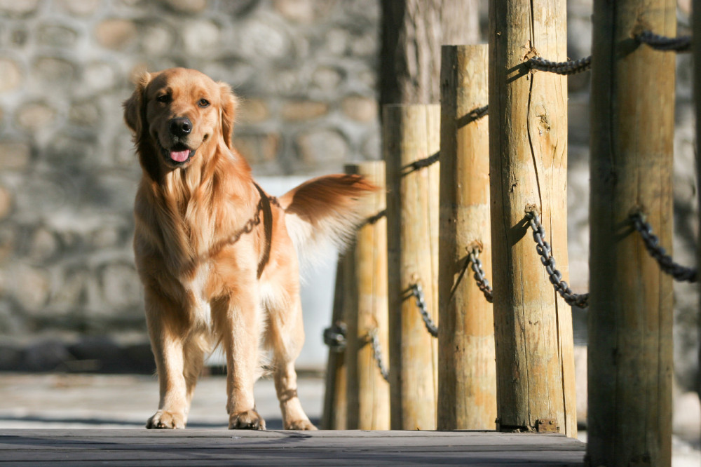 golden retriever