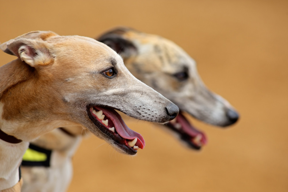 két greyhound feje oldalról