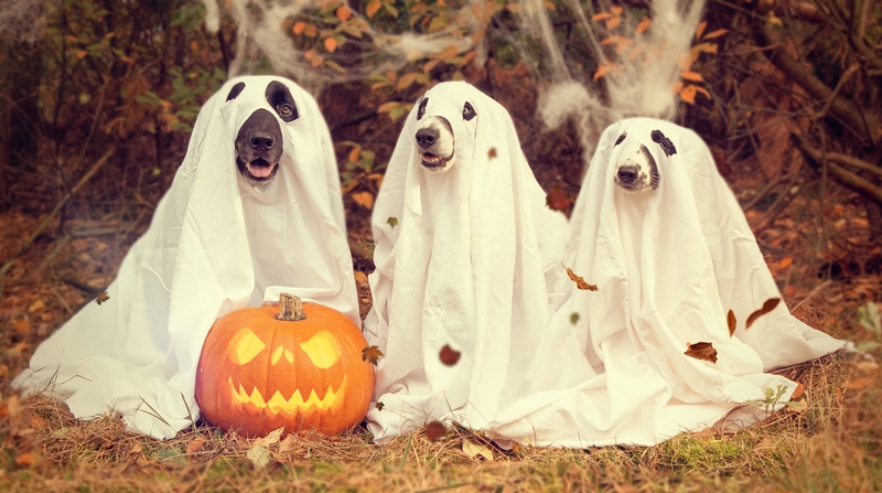 Halloween-i jelmezbe öltöztetett kutyák töklámpással