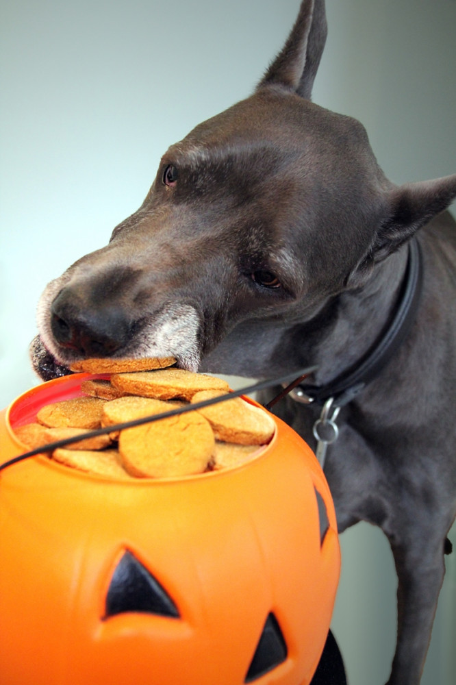 dog kutyakekszet falatozik egy töklámpásról