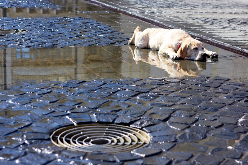 kutya a vizes kövön kiterülve fekszik, mellette lefolyó