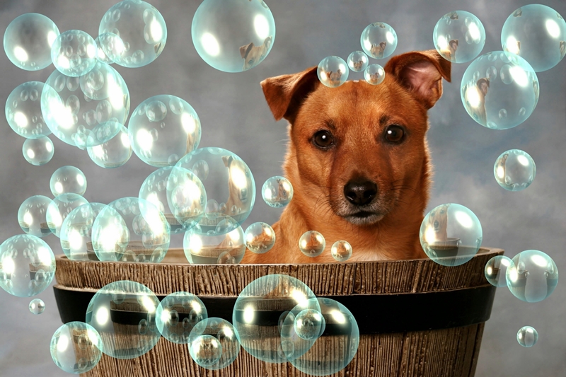 kutya mosdóteknőben, körülötte buborékok