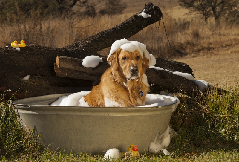 golden retriever a lavórban ül, feje és teste habos