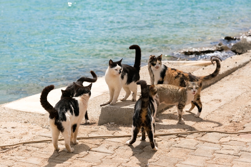 macskák a tengerparton falkában