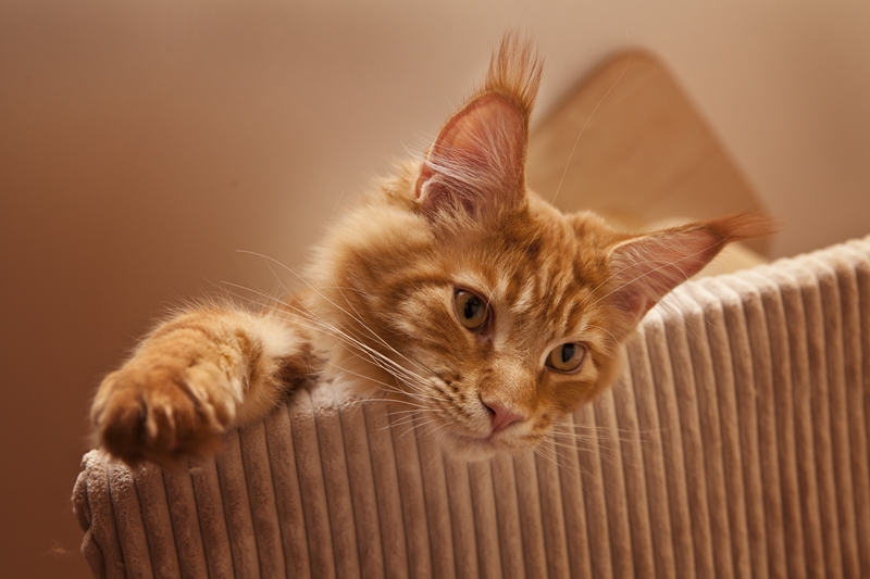 vörös macska a kanapén néz