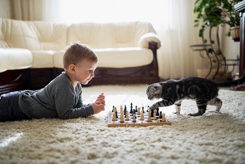 kisfiú cicával sakttáblával játszik