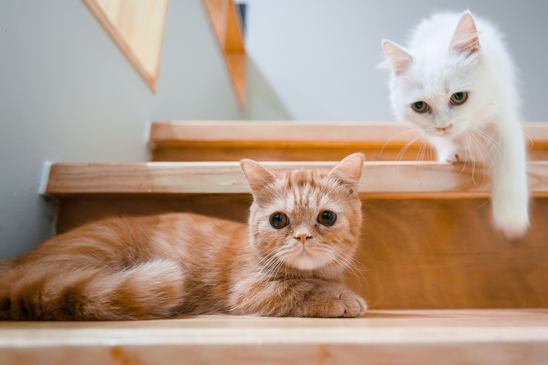 kismacskák lépcsőn nézegetnek
