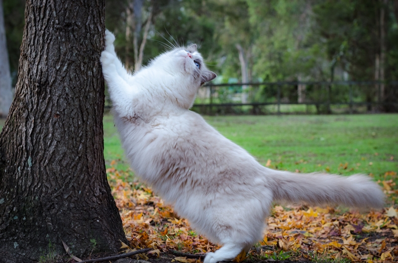 macska kaparja a fa törzsét