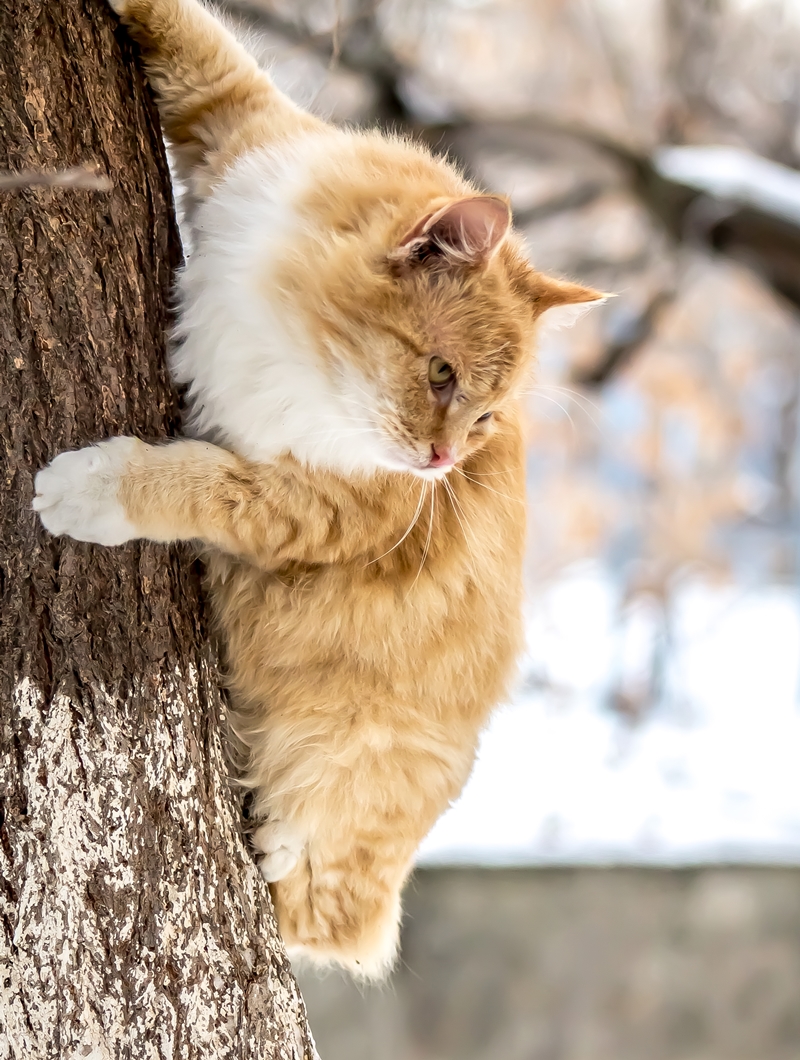 vörös cica a fán kapaszkodik