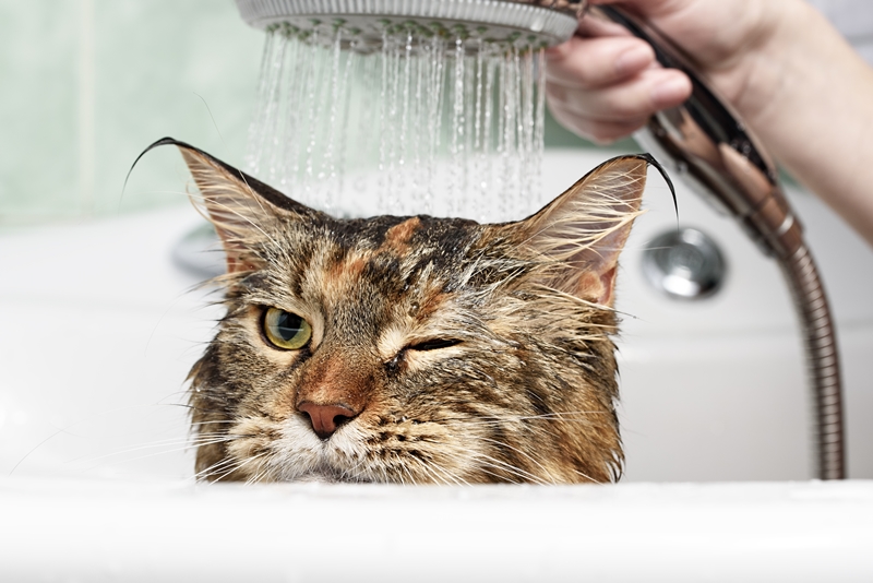 macska zuhany alatt fürdik