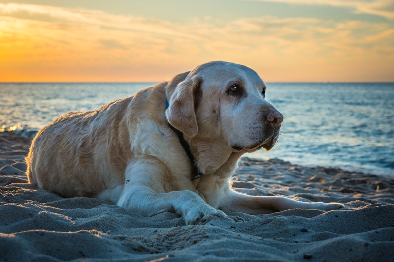 idős kutya a tengerparton fekszik