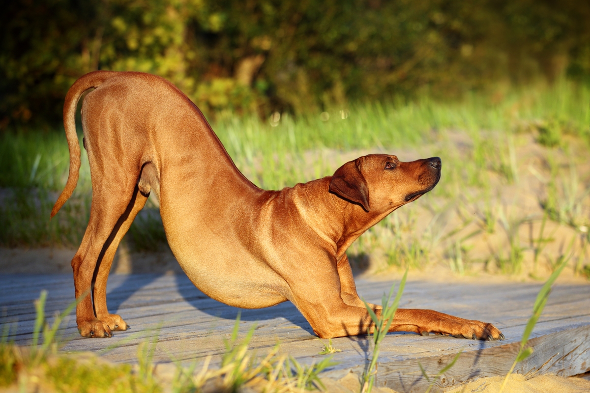 ridgeback mellső lábaival előre nyúlva nyújtózik