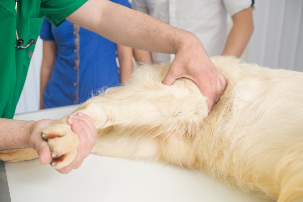állatorvos kutya hátsó lábát vizsgálja