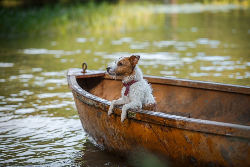 terrier kutya csónakban