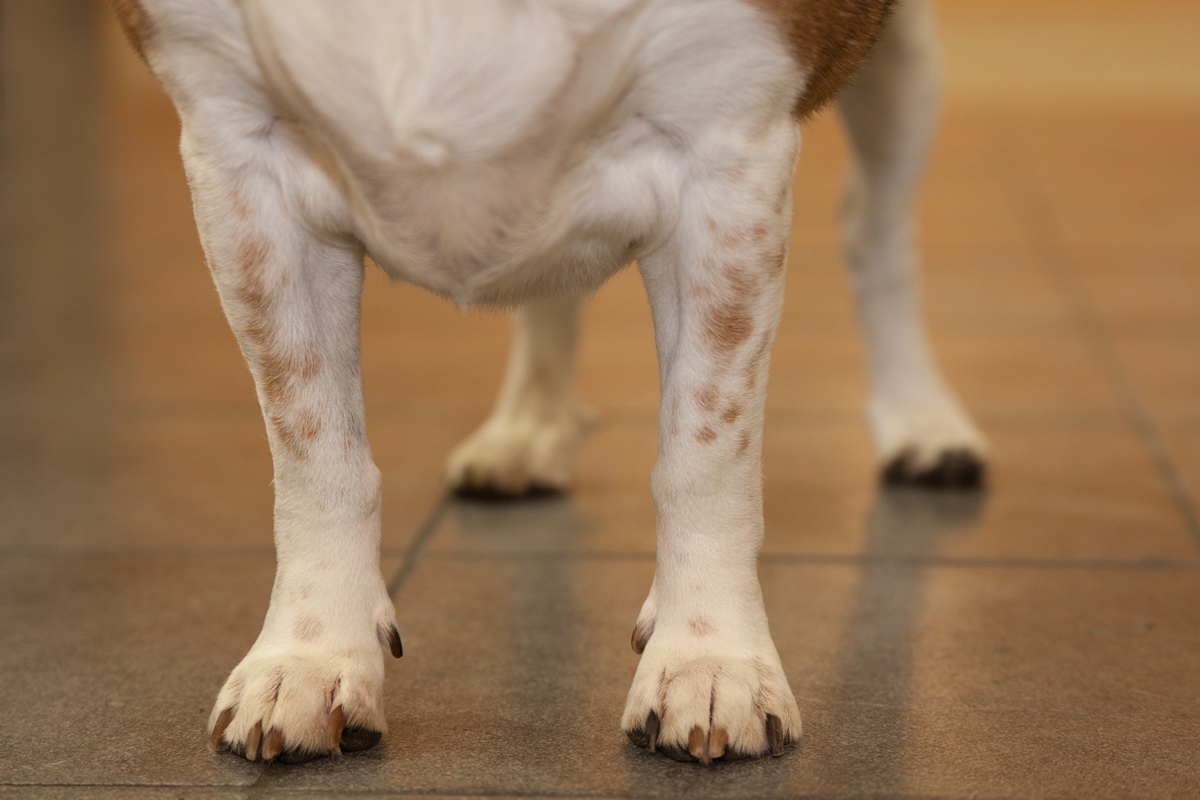 Kutyák székrekedése/bélsárrekedése és hasmenése | Hill's Pet