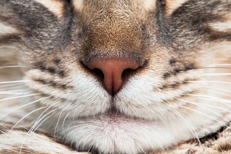 macska orra és szája közelről