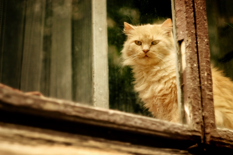 vörös cica az ablakból lefele nézeget